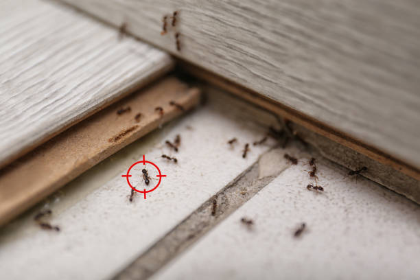Best Spider Control Near Me  in Ridgewood, IL