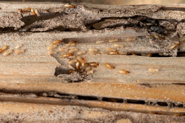 Best Bed Bug Extermination  in Ridgewood, IL